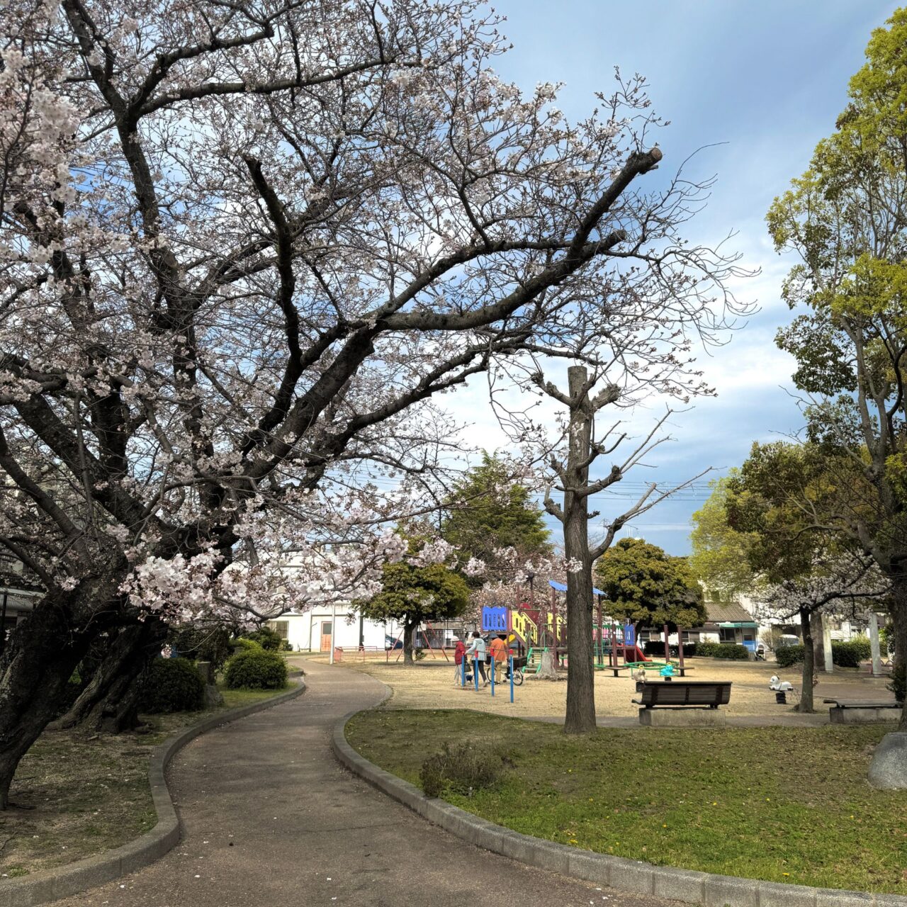 森見公園の桜の様子
