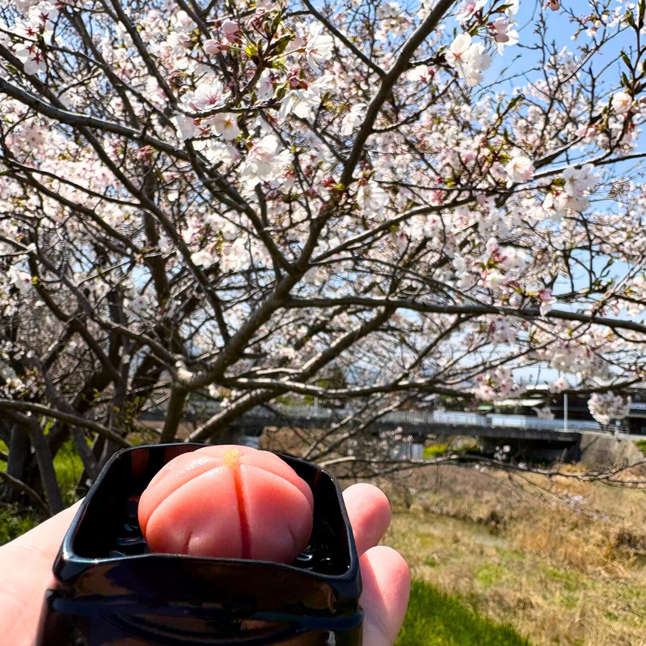 練り切り菓子と桜