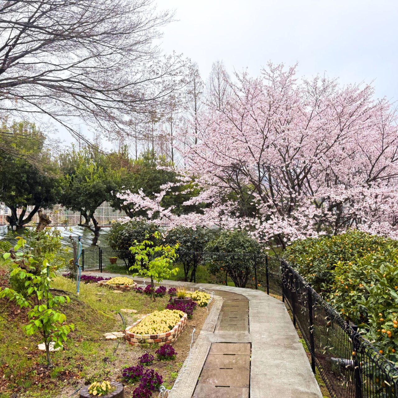 【今治市】1,000名限定でぜんざいが無料配布! タオル美術館で「さくらまつり」が開催されます。