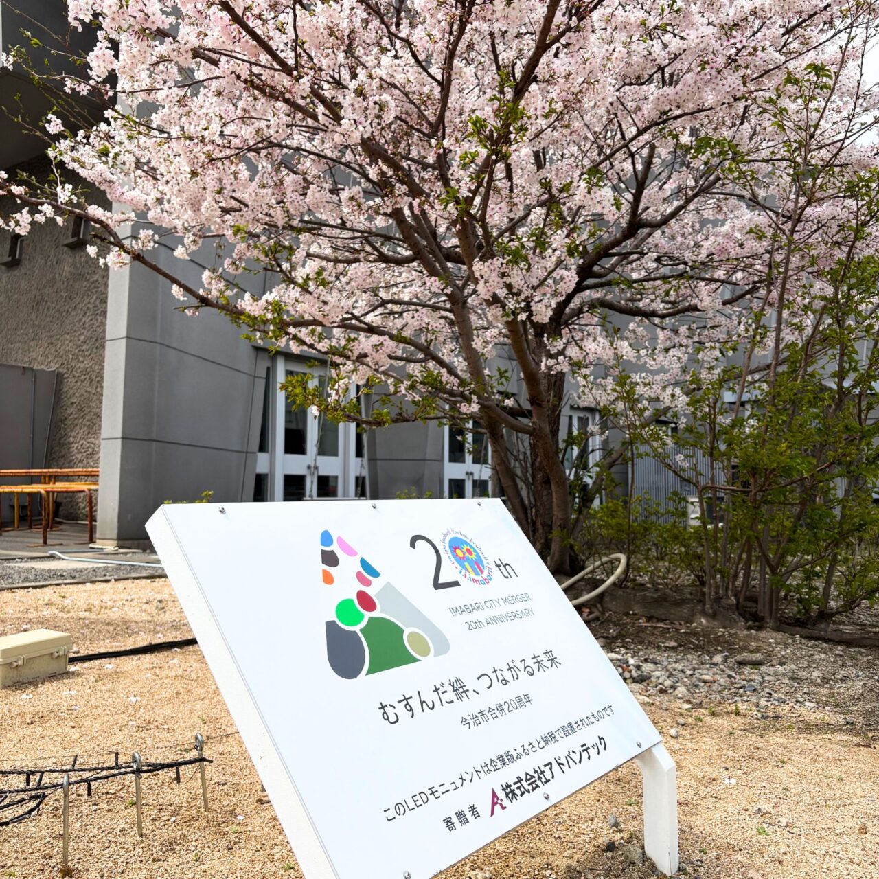 今治市役所近くの桜