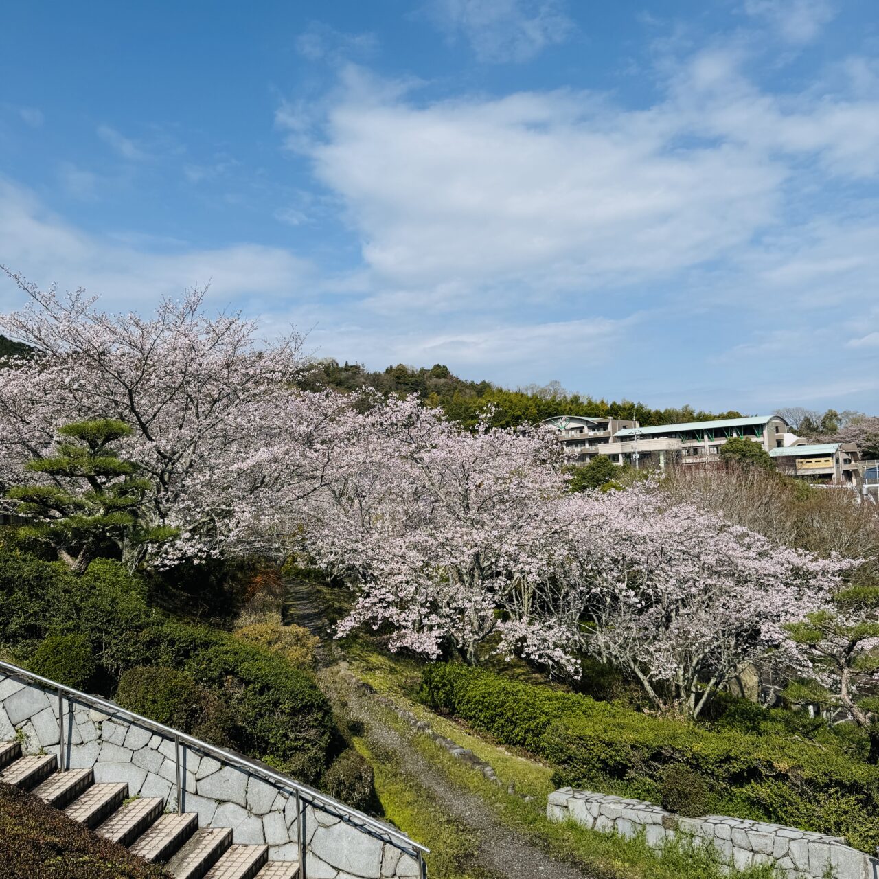朝倉みどりのふるさと公園の桜