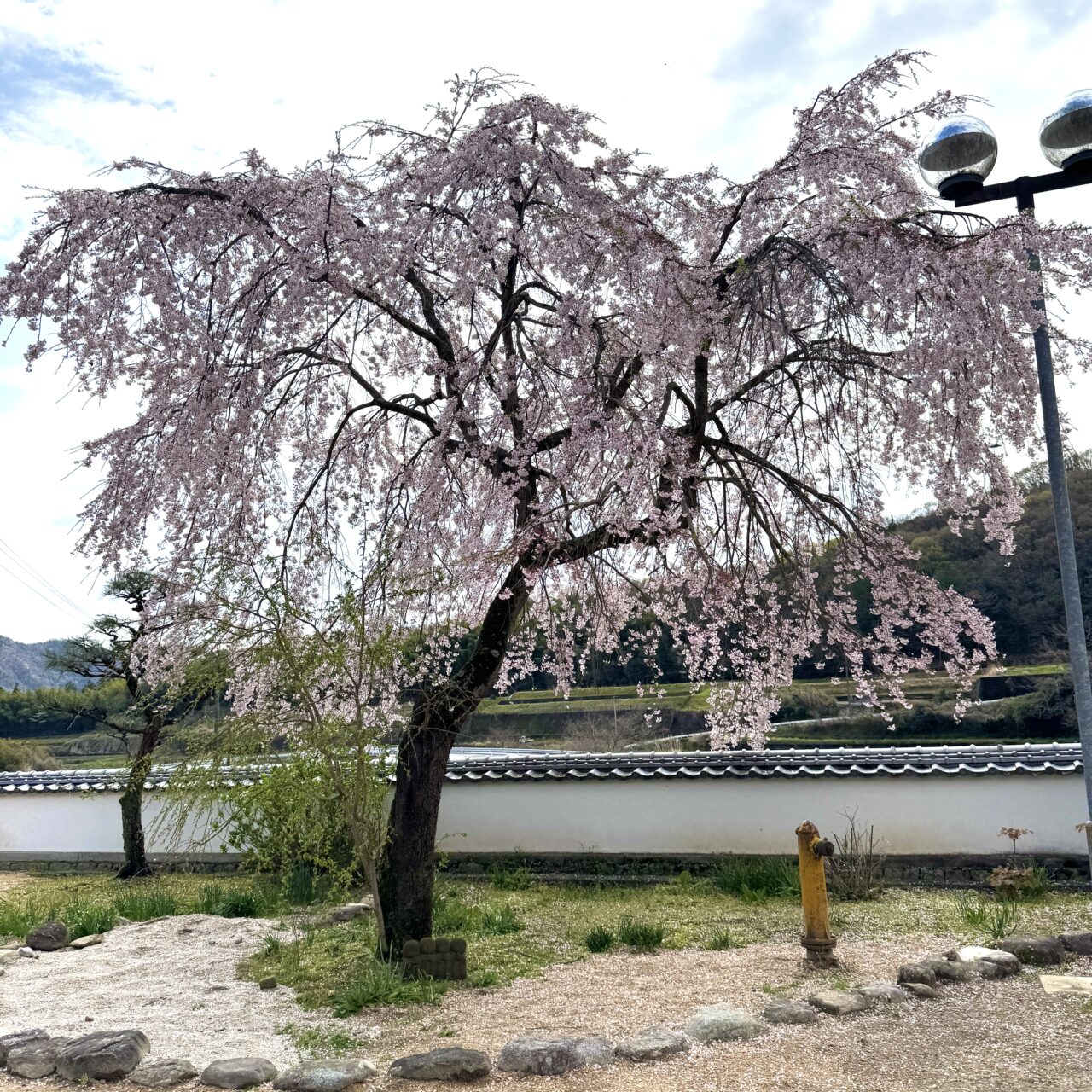 龍門山無量寺の桜