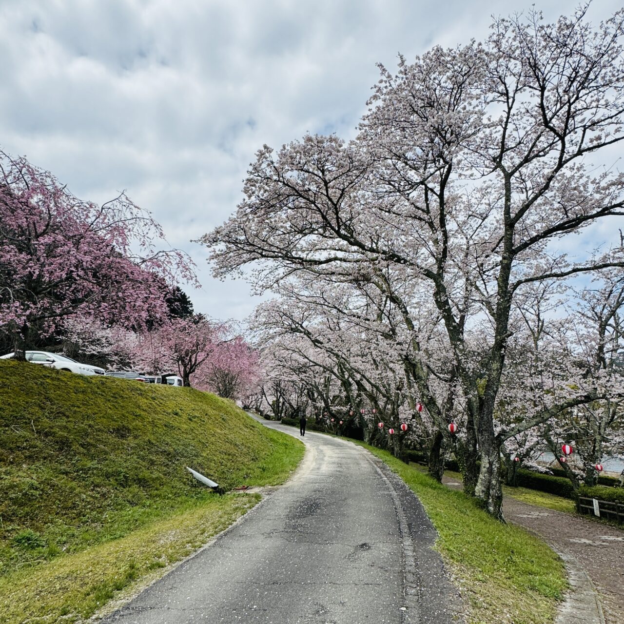 玉川湖公園の桜