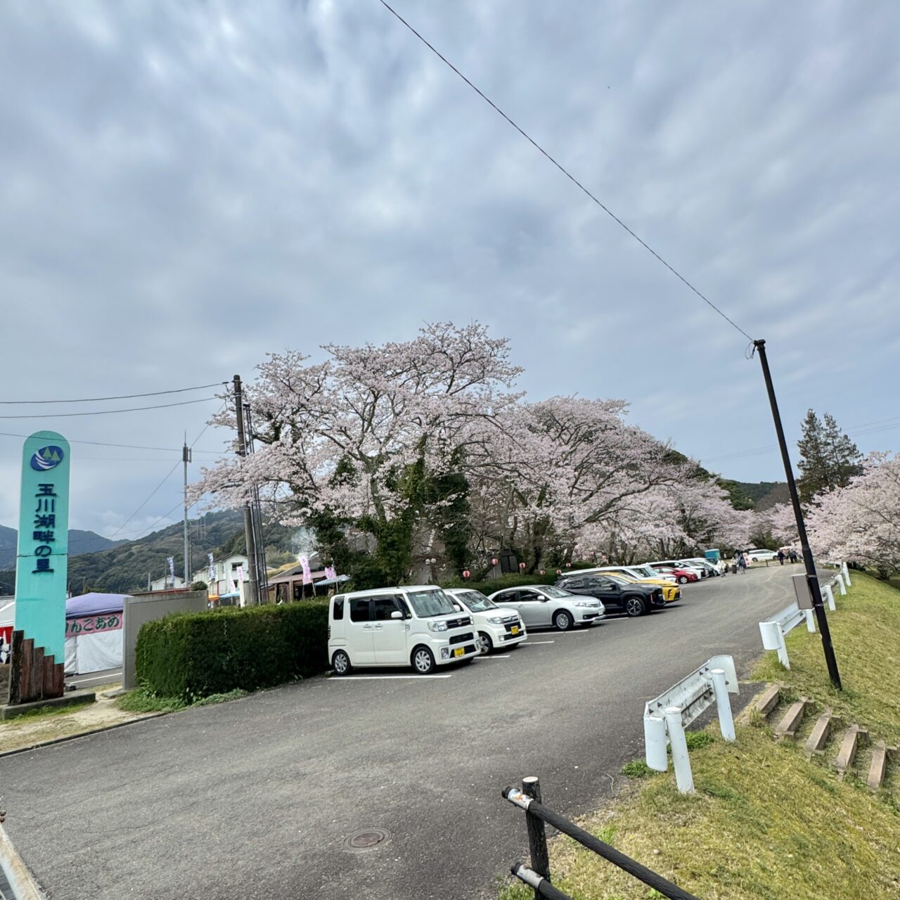 玉川湖畔の里の桜