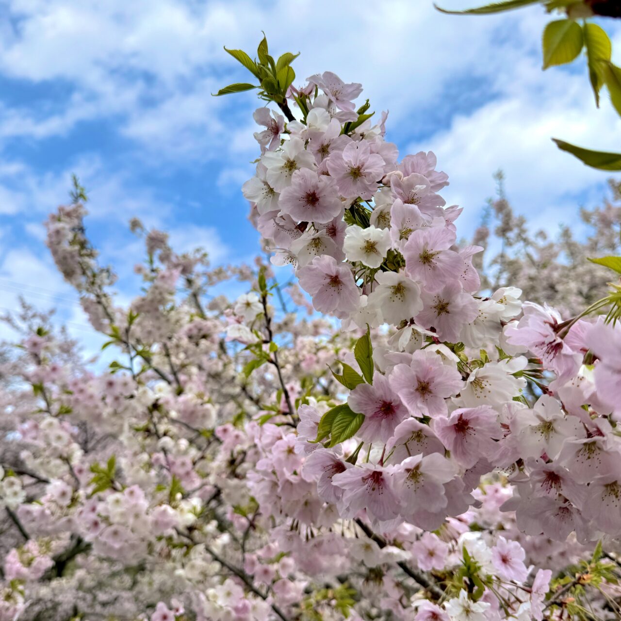桜のアップ画像