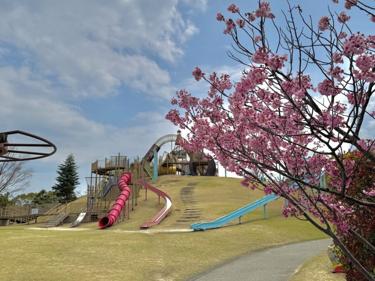 波方公園の桜の様子