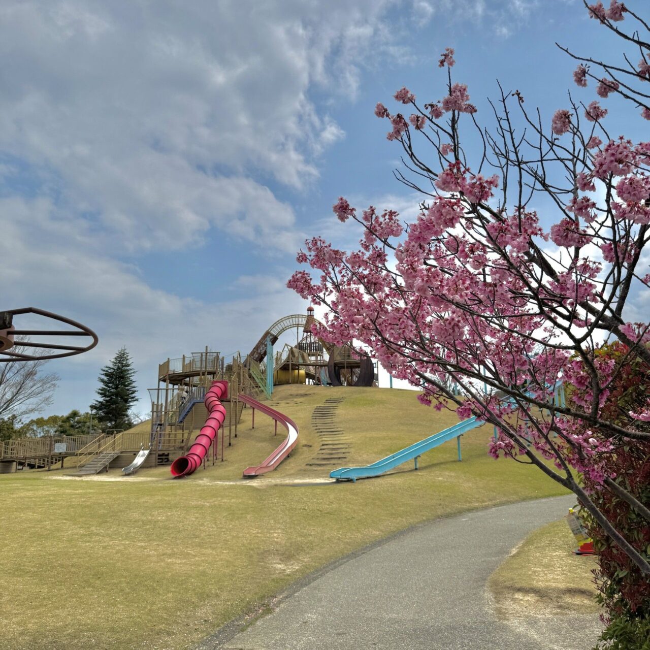 波方公園の桜の様子