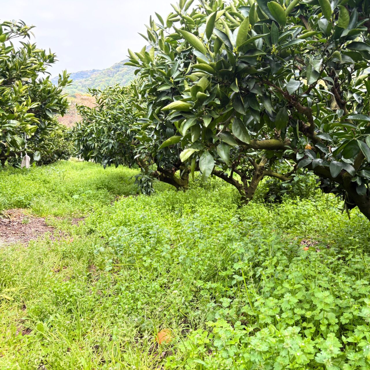 福本農園のせとかの農園の様子
