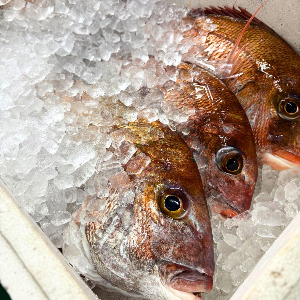 今治おさかな市場で販売されていた鯛