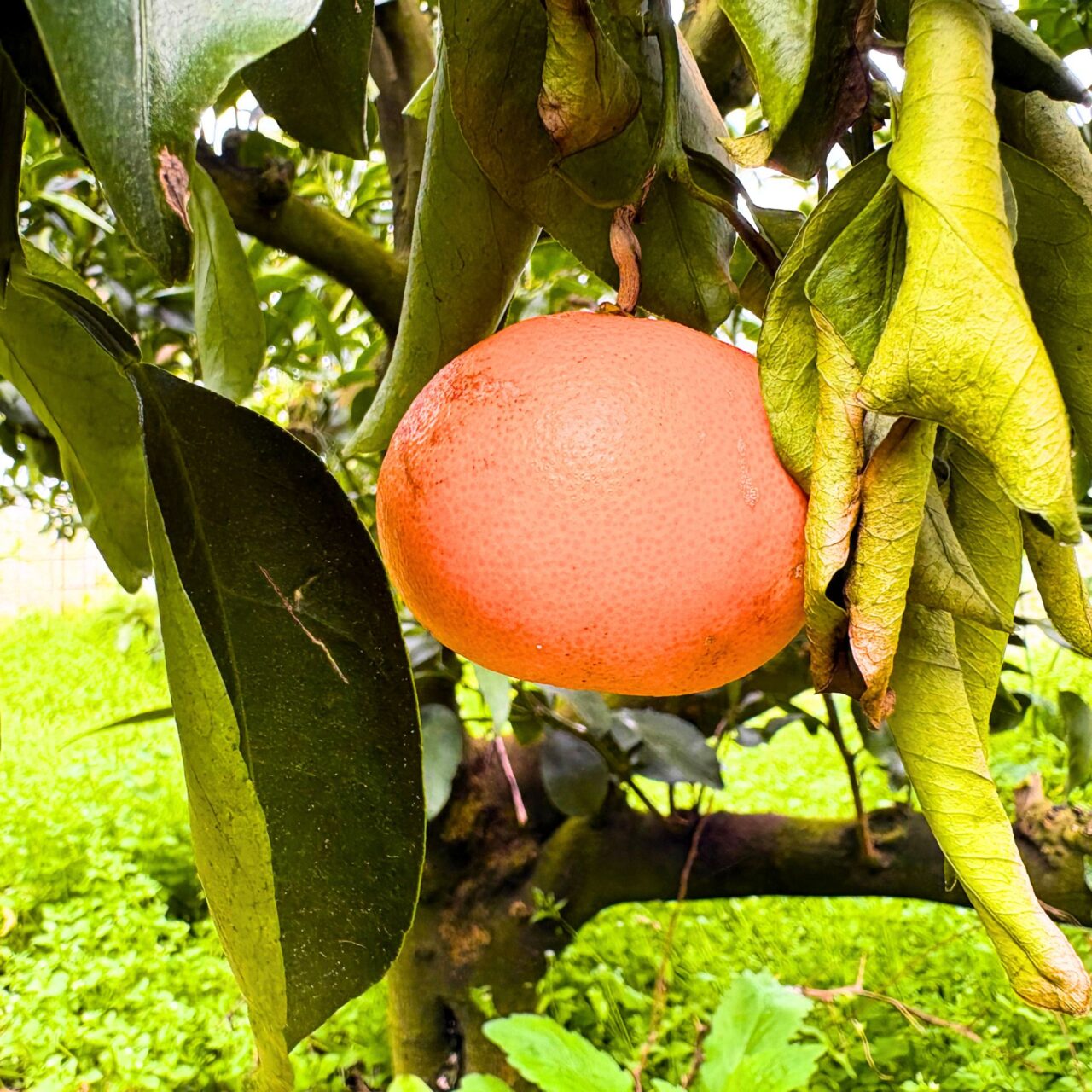 福本農園に実ったせとか