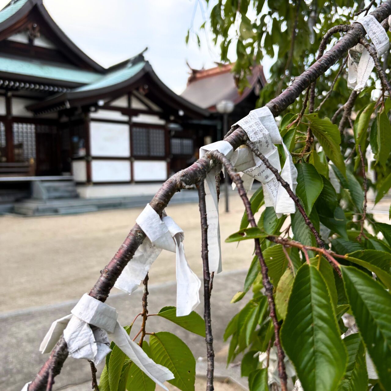 祇園神社と三嶋神社の敷地内に木に結ばれたおみくじ